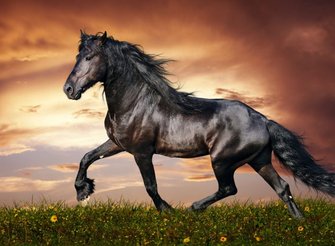 Wallpaper horse, 5k, 4k wallpaper, hooves, mane, galloping, black, sunset, green grass, sky, clouds, Animals 956381428